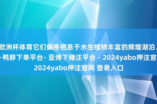 欧洲杯体育它们偏疼栖息于水生植物丰富的辉煌湖泊、池沼及河滩-鸭脖下单平台- 亚博下赌注平台 - 2024yabo押注官网 登录入口